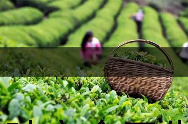 茶葉安全衛(wèi)生與我國(guó)相關(guān)法規(guī)管理體系簡(jiǎn)述(壹)-1 茶葉安全衛(wèi)生與我國(guó)相關(guān)法規(guī)管理體系簡(jiǎn)述(壹)-1