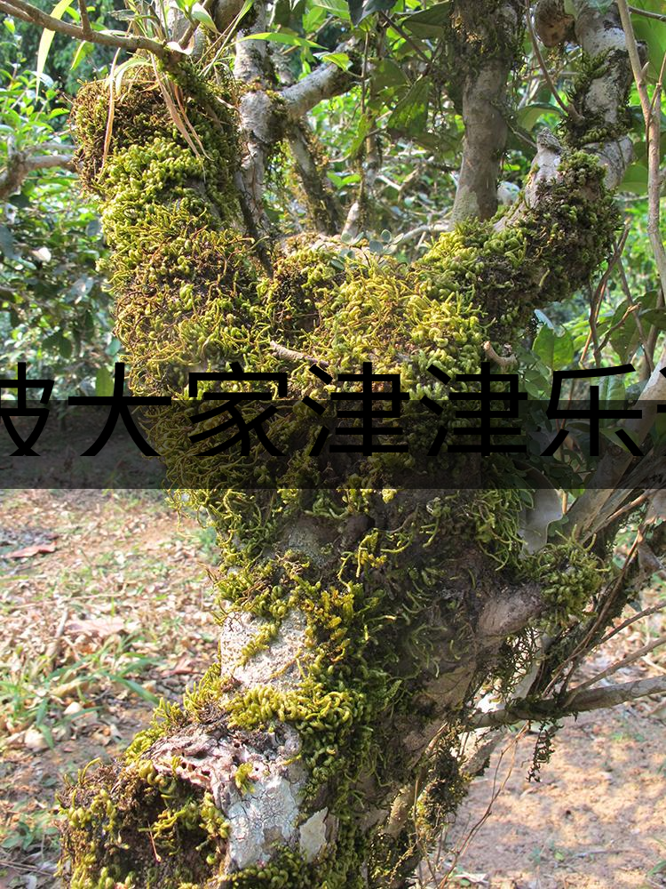 被大家津津樂道的森林茶，你知道是什么？-3-1