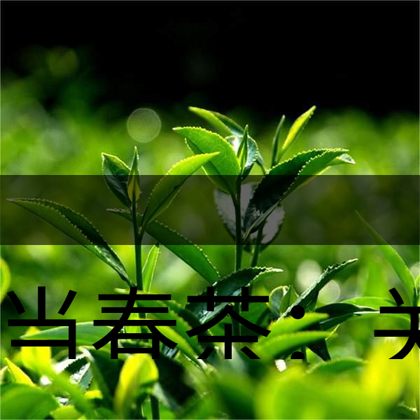 正當(dāng)春茶：關(guān)于這些茶知識你知道嗎？-1