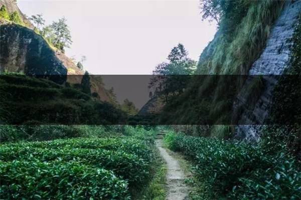 喝武夷山巖茶的香，什么是工藝香？-3