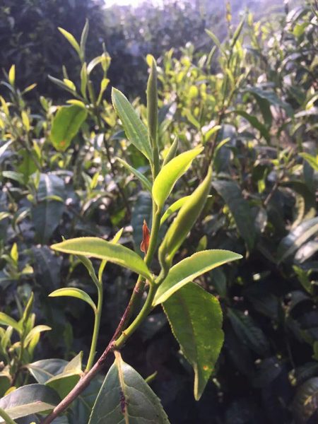 為什么古樹普洱春茶這么受追捧？