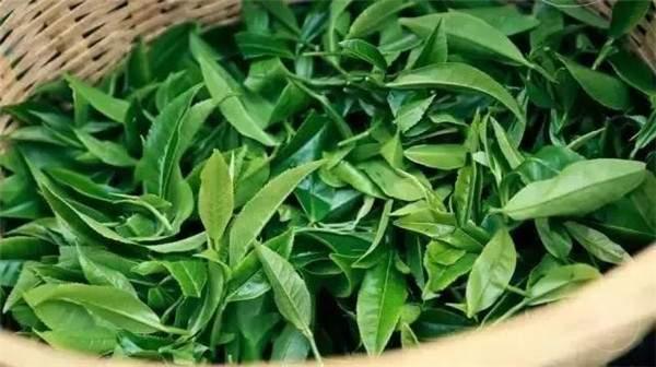 2021年曼秀古樹(shù)茶，易武的超級(jí)黑馬