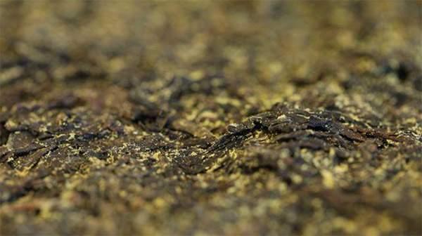 你手中的茯茶金花有可能是假金花？