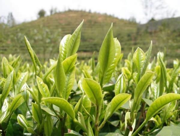 春茶到底好在哪里？