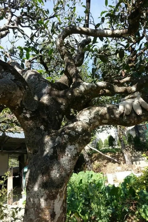 2021年冰島秋茶為何也受喜愛？