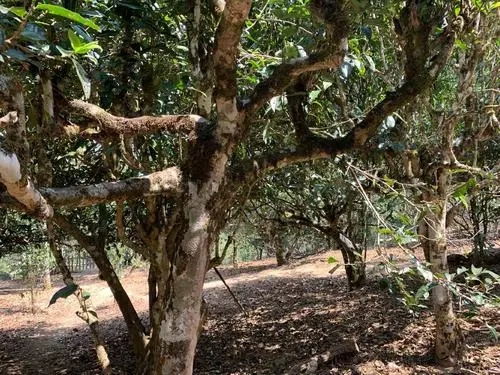 2021年磨烈古樹秋茶口感有什么特點(diǎn)？