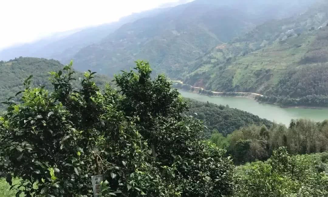 2021年單論茶氣，冰島也不如它-磨烈古樹秋