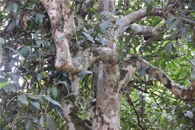 2021小戶賽古樹秋茶與冰島茶哪里不一樣？