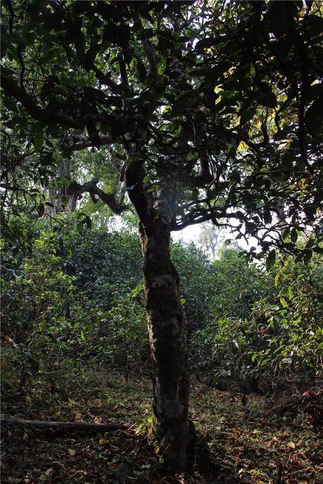 2021年大戶賽古樹秋茶特點(diǎn)？