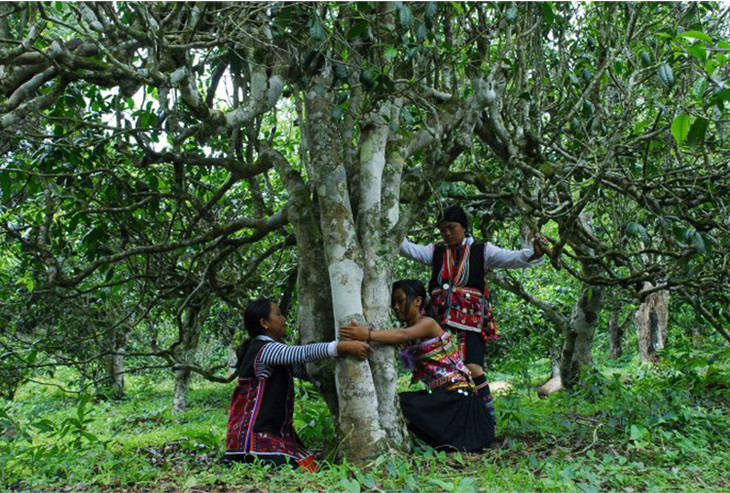 2021年大戶賽古樹秋茶品鑒！