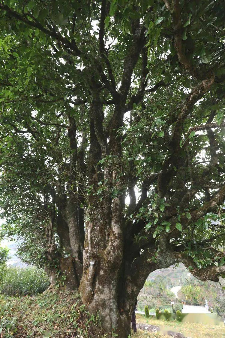 2021臨滄大戶賽秋茶因何被稱為潛力股？