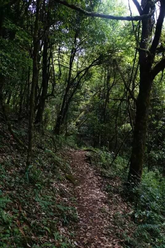 2021年大戶賽古樹秋茶價(jià)格是多少？