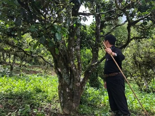 2021年大雪山古樹(shù)秋茶特點(diǎn)？