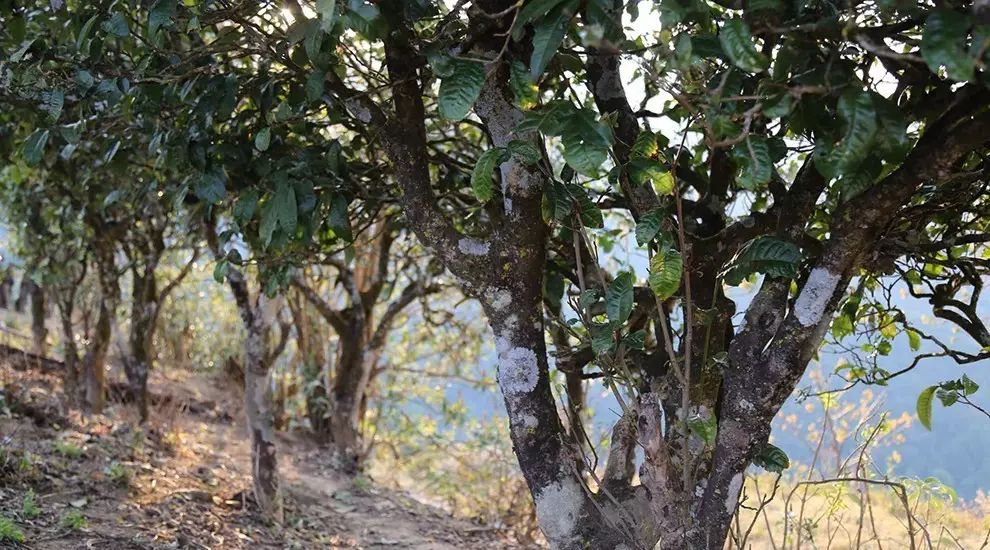 2021年大雪山古樹秋茶口感品鑒？