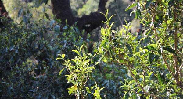 2021大雪山古樹秋茶香甜順滑！