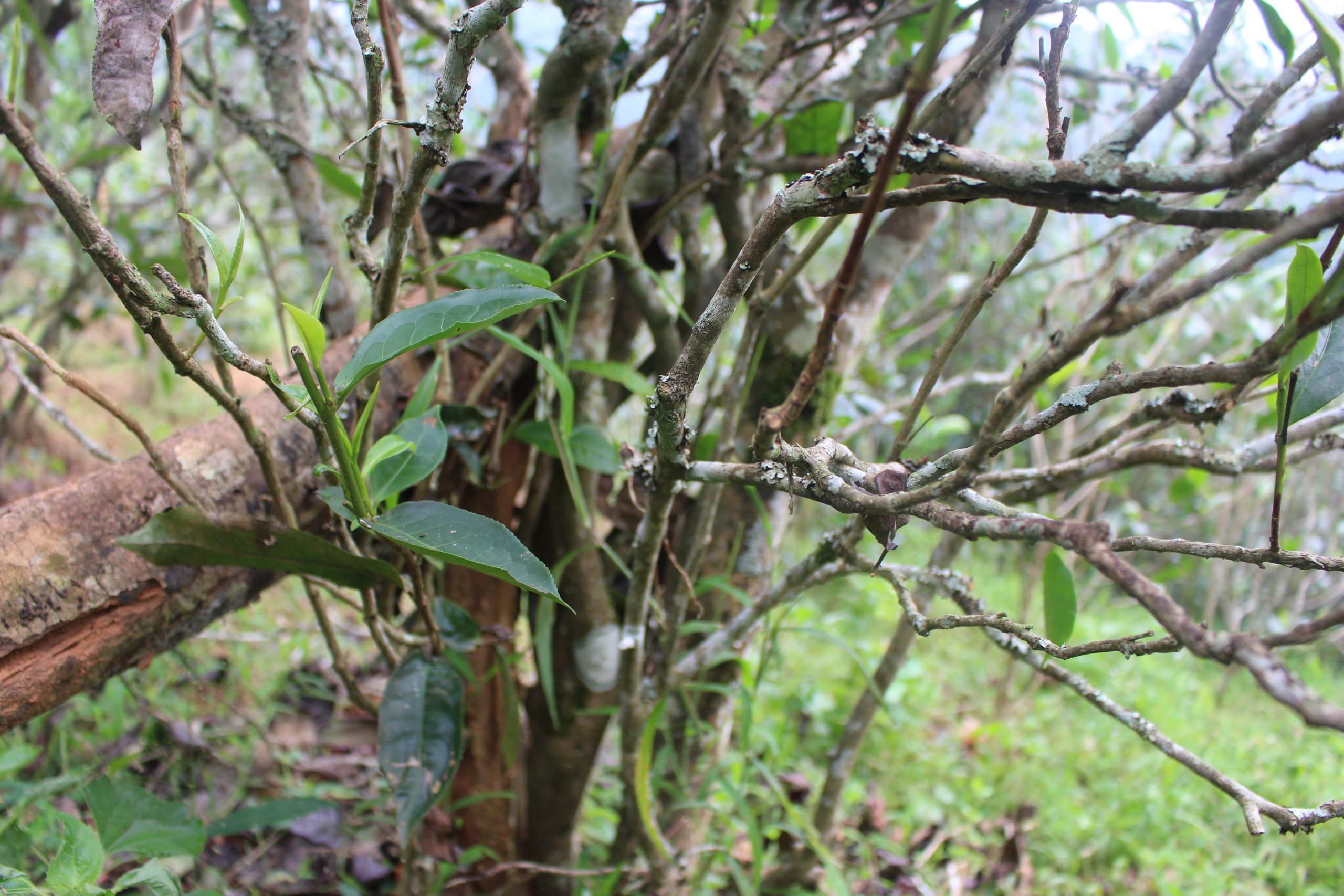 2021年壩糯古樹秋茶價格多少？