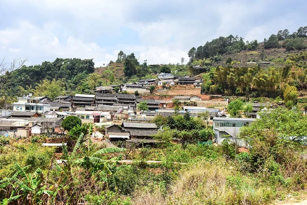 2021年正氣塘古樹秋茶特點(diǎn)是什么？