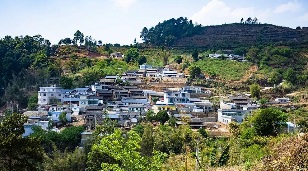 2021年正氣塘古樹秋茶為何號稱小冰島？