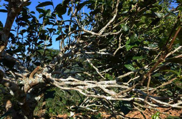 2021年正氣塘古樹秋茶花蜜香氣盈盈，冰糖甜韻深邃！