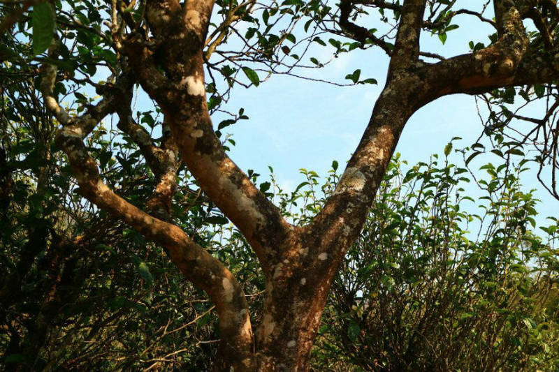 2021年冰島南迫古樹秋茶口感？