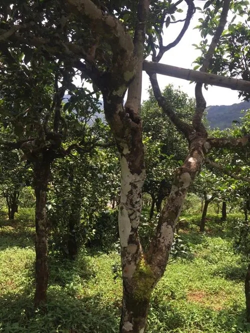 2021年冰島地界古樹(shù)秋茶口感？
