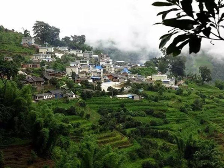 2021年冰島壩歪古樹秋茶口感？