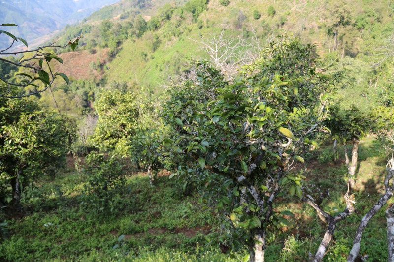 2021年冰島壩歪古樹秋茶，飲盡蘭花香，舒心又暢懷