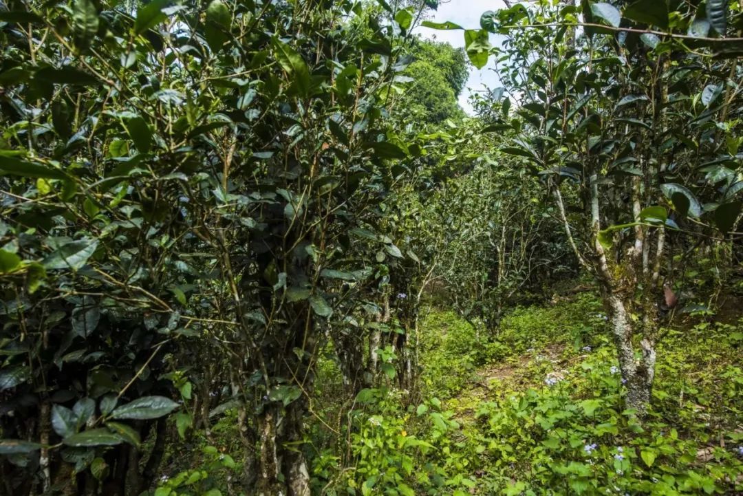 2021年冰島糯伍古樹秋茶口感是什么？