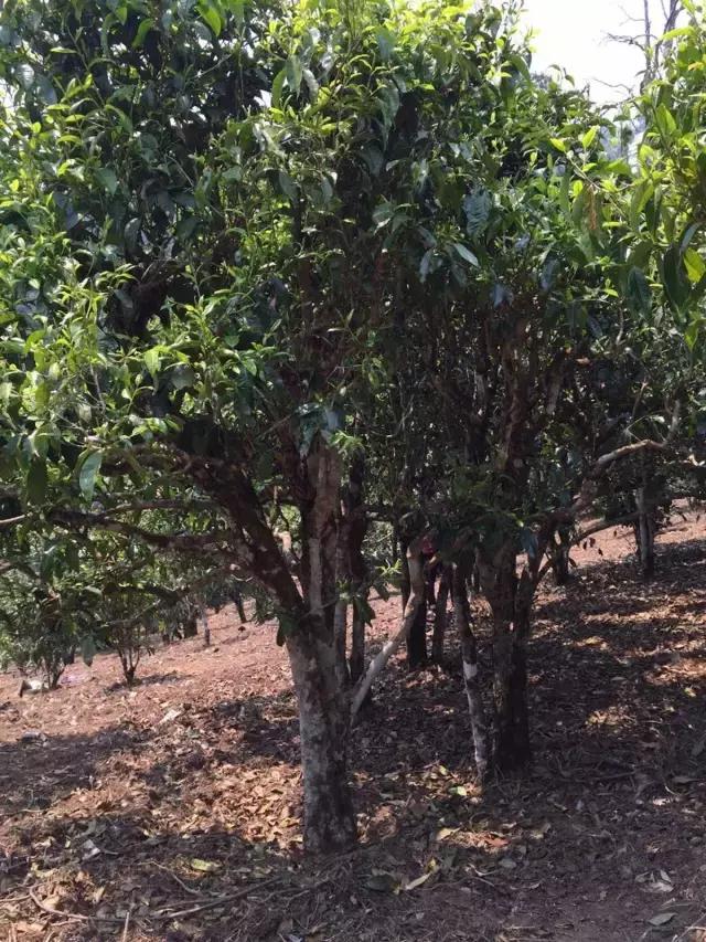 2021年冰島糯伍古樹秋茶特點？