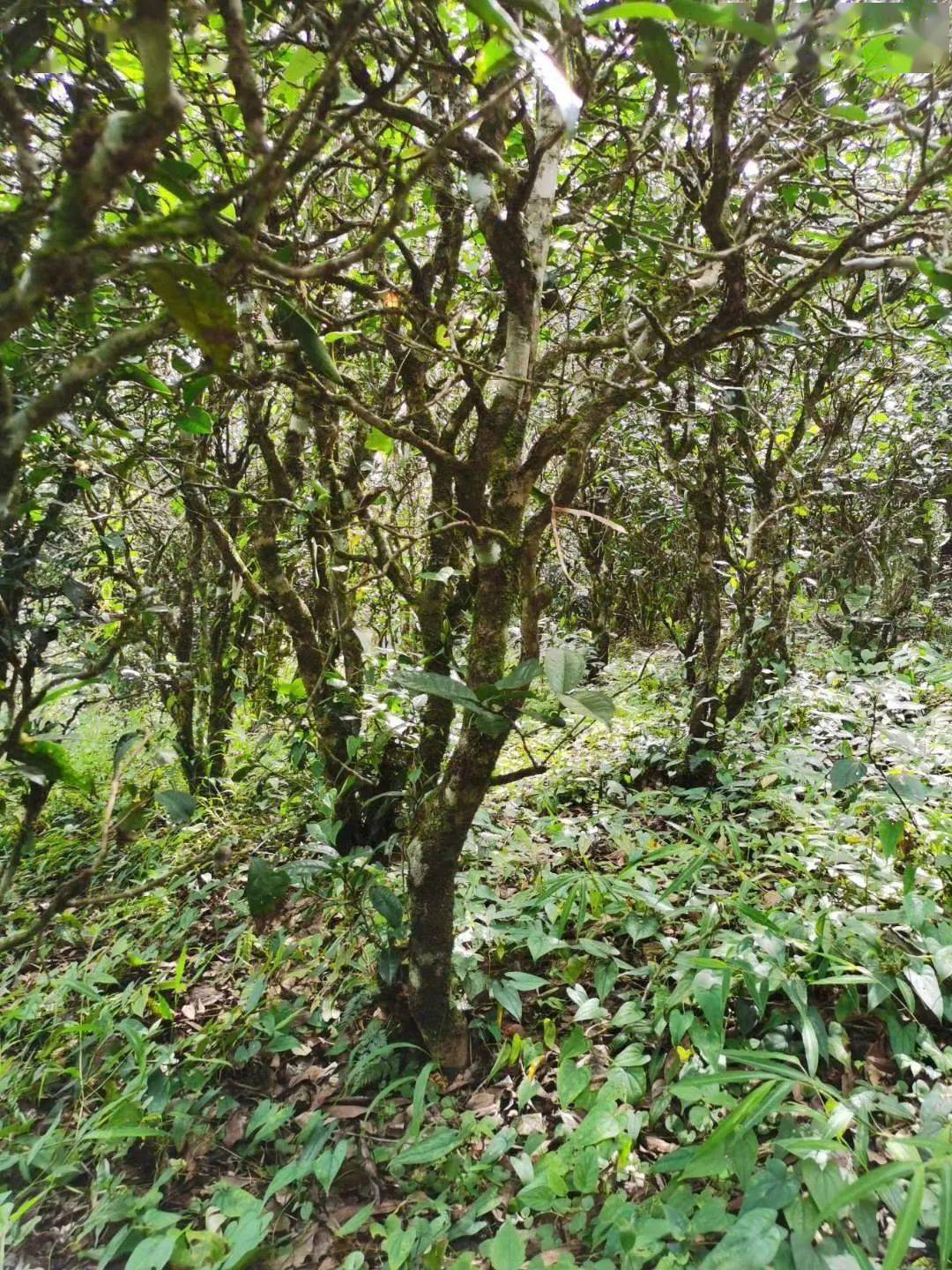 2021年昔歸古樹秋茶價格多少錢?