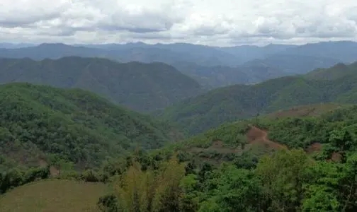 2021那罕古樹秋茶特點？