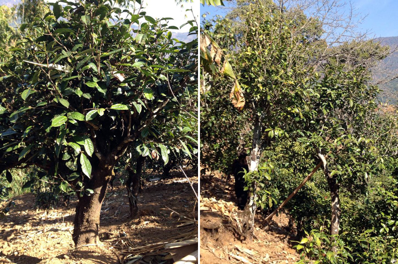 2021年忙肺古樹(shù)秋茶特點(diǎn)是什么？