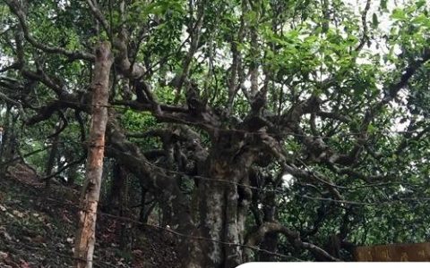 2021年忙肺古樹秋茶臨滄四大名茶之一！