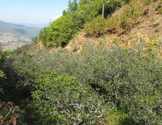 2021年梅子箐古樹秋茶特點是什么？