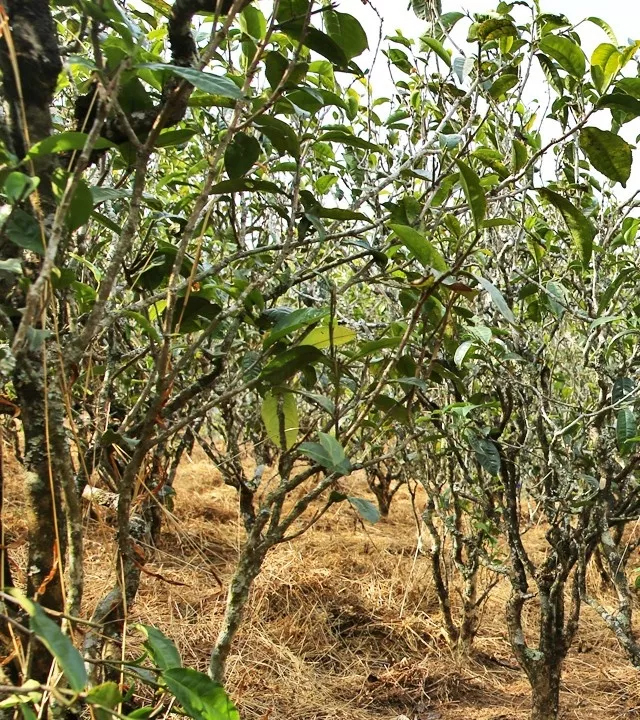 2021年巖子頭古樹秋茶口感是什么？