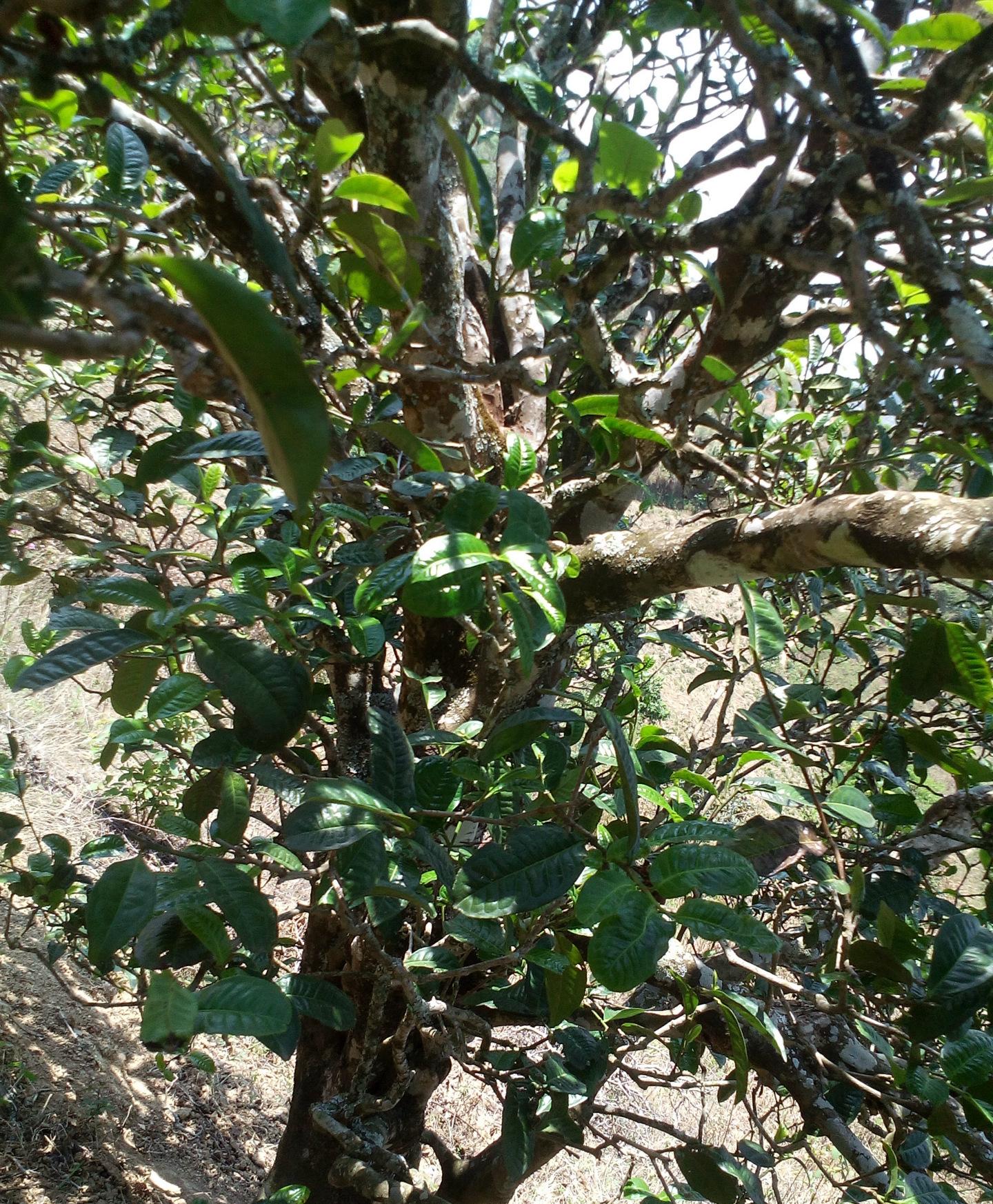 2021年巖子頭古樹秋茶特點(diǎn)？