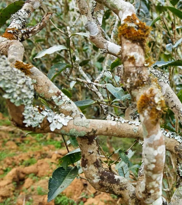 2021年巖子頭古樹秋茶多少錢一公斤？