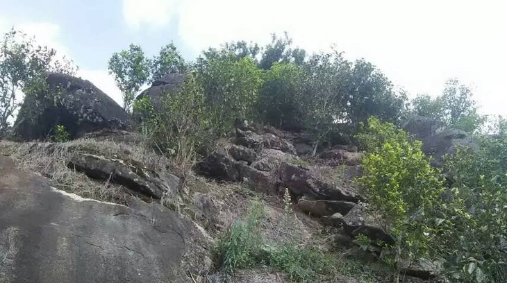 2021年巖子頭古樹秋茶內(nèi)含物質(zhì)可以和昔歸古樹毛茶相娉美·！