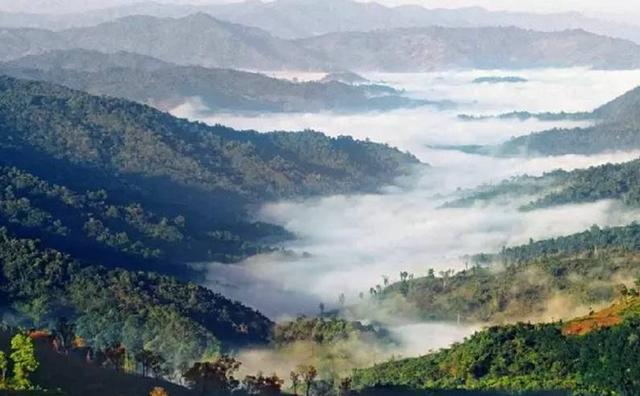 2021白鶯山古樹秋茶特點(diǎn)？