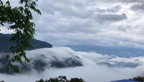 2021年白鶯山古樹秋茶多少錢一公斤？