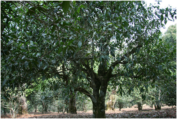 2021年老班章古樹秋茶多少錢一公斤？