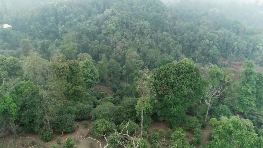 2021年新班章古樹(shù)秋茶口感是什么？