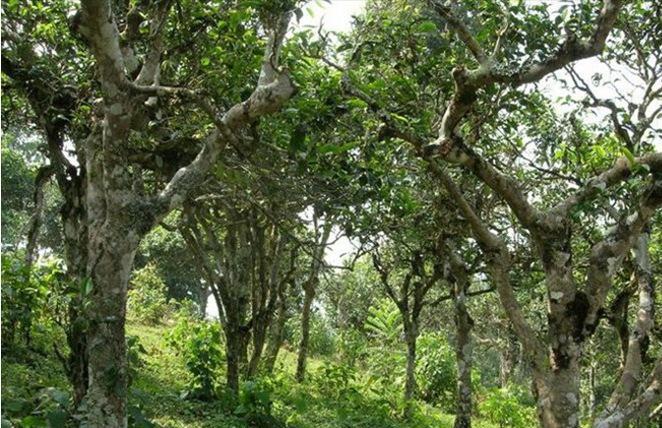 2021年新班章古樹秋茶多少錢一公斤？