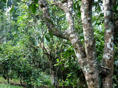 2021老曼峨古樹秋茶多少錢一公斤？