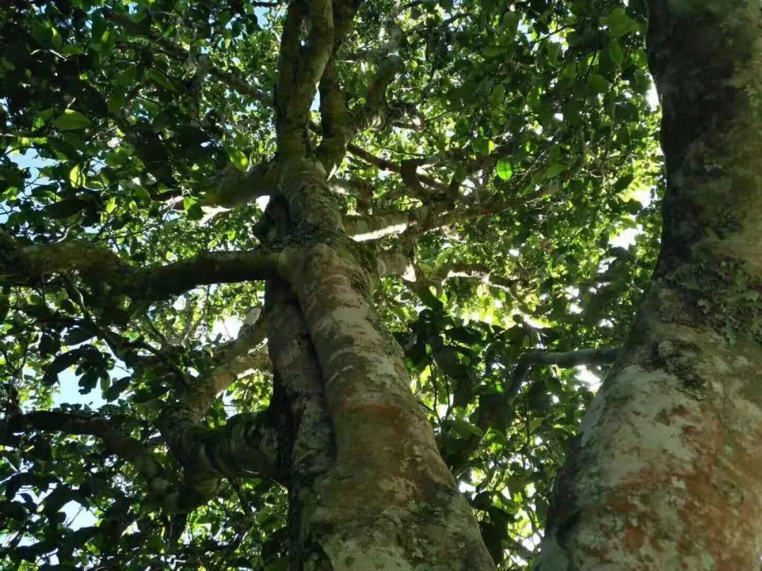 2021年班章茶區(qū)壩卡囡古樹(shù)秋茶特點(diǎn)？