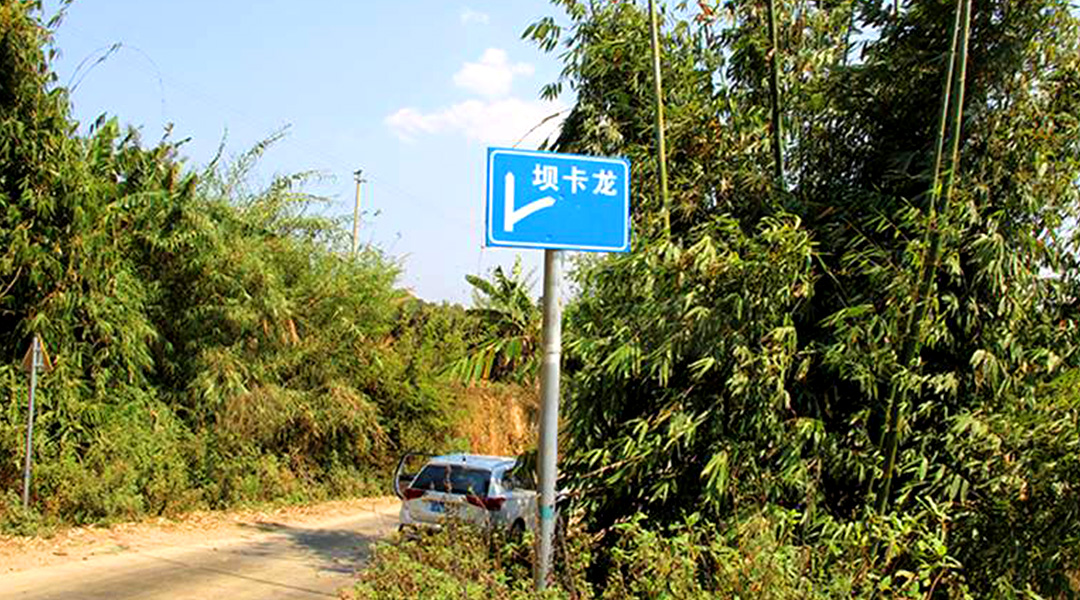 2021班章茶區(qū)壩卡竜古樹秋茶特點(diǎn)！