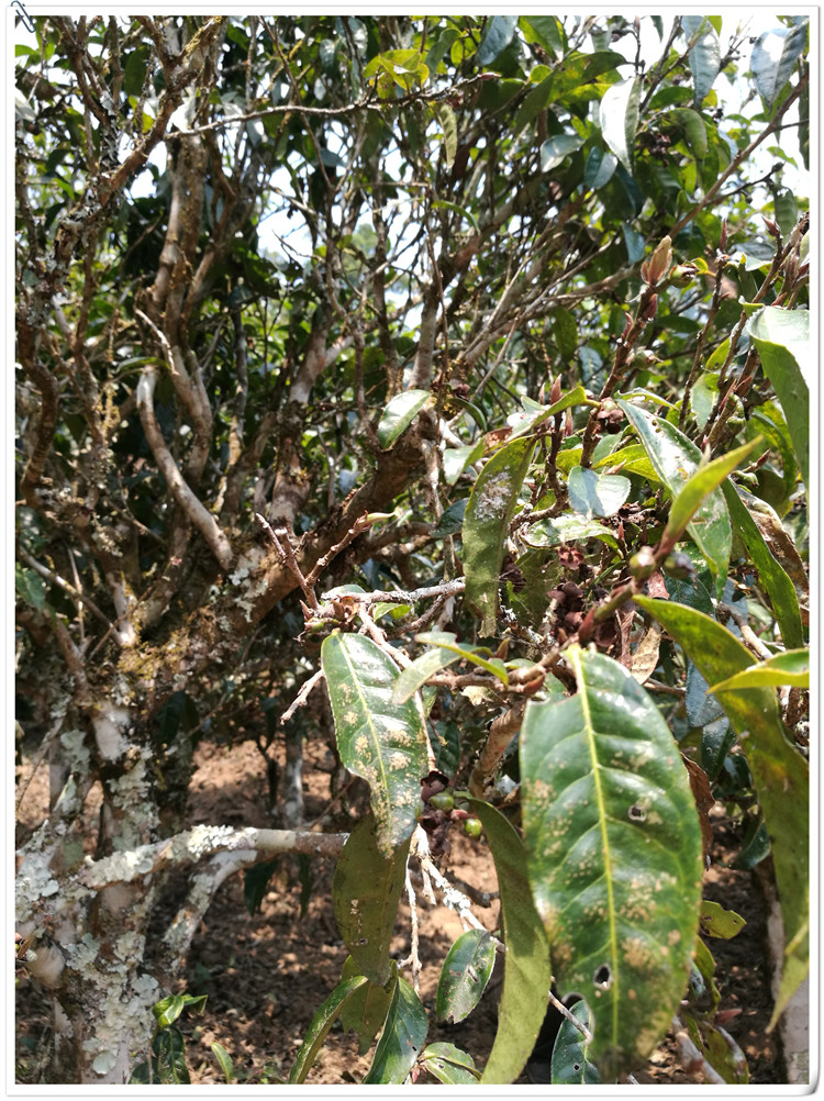 2021年布朗山班盆古樹秋茶多少錢一公斤？