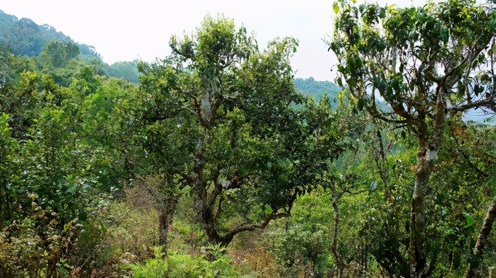 2021賀開古樹秋茶價格是多少？