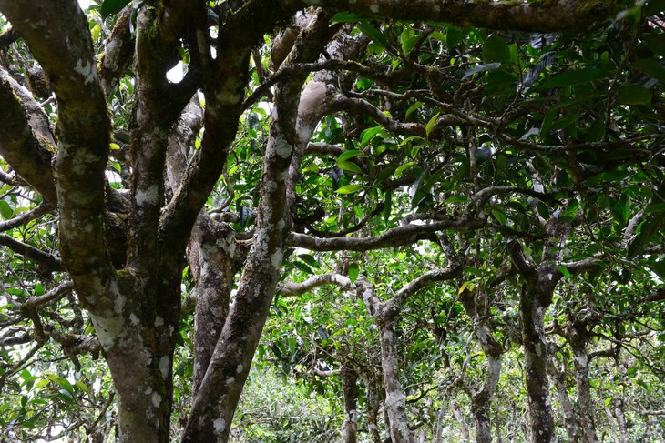 2021年老班章“鄰居”，班盆古樹秋茶茶來了！