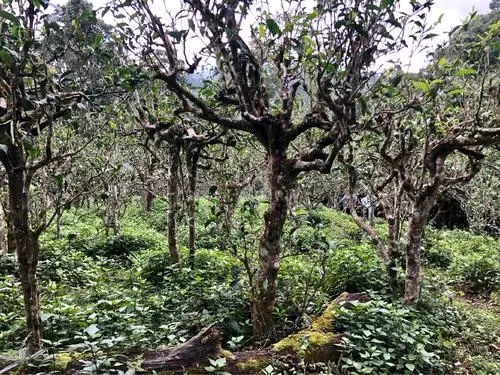 2021年班盆古樹秋茶多少錢一公斤？